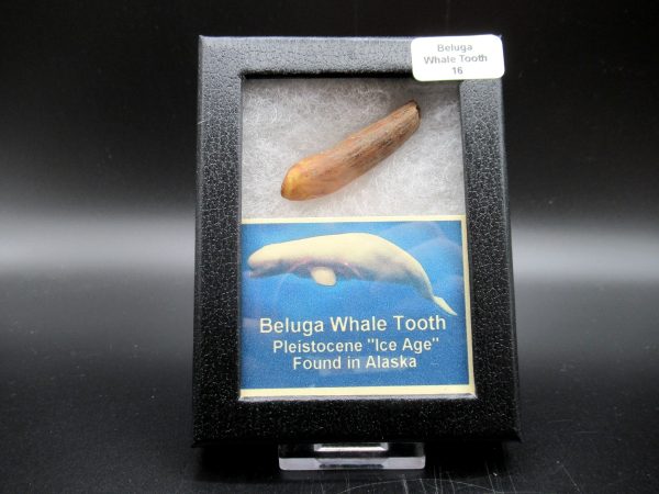 Genuine Pliocene Beluga Whale Tooth For Sale From Alaska Box #16