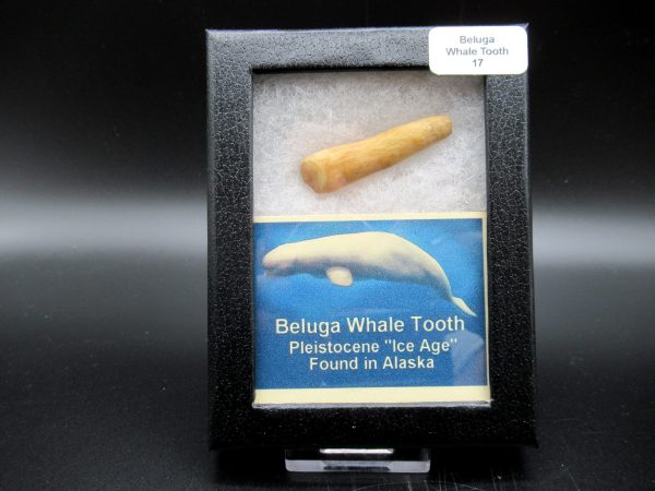 Genuine Pliocene Beluga Whale Tooth For Sale From Alaska Box #17