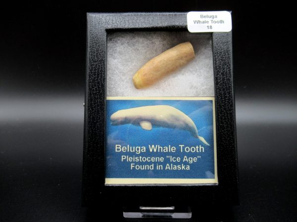 Genuine Pliocene Beluga Whale Tooth For Sale From Alaska Box #18