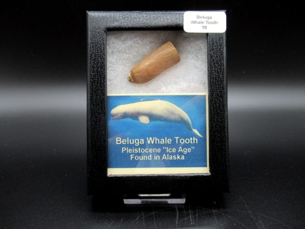 Genuine Pliocene Beluga Whale Tooth For Sale From Alaska Box #19