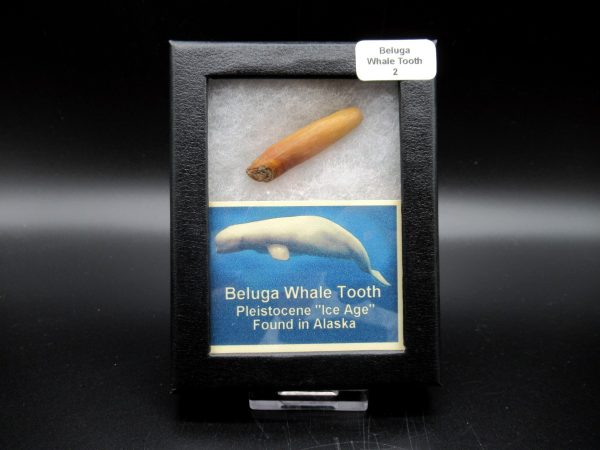 Genuine Pliocene Beluga Whale Tooth For Sale From Alaska Box #2