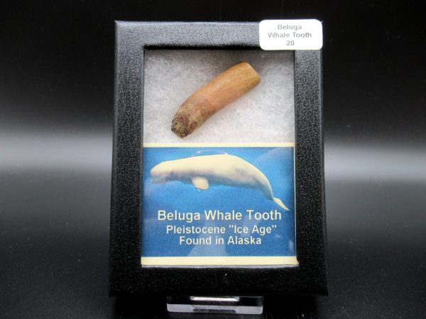 Genuine Pliocene Beluga Whale Tooth For Sale From Alaska Box #20