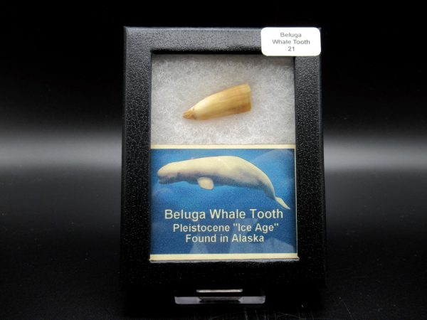 Genuine Pliocene Beluga Whale Tooth For Sale From Alaska Box #21