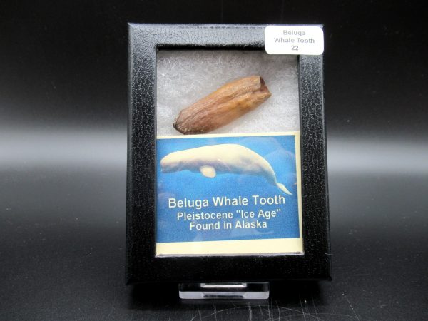 Genuine Pliocene Beluga Whale Tooth For Sale From Alaska Box #22