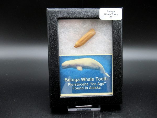 Genuine Pliocene Beluga Whale Tooth For Sale From Alaska Box #23