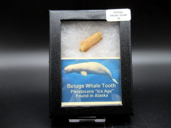 Genuine Pliocene Beluga Whale Tooth For Sale From Alaska Box #24