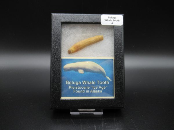 Genuine Pliocene Beluga Whale Tooth For Sale From Alaska Box #4