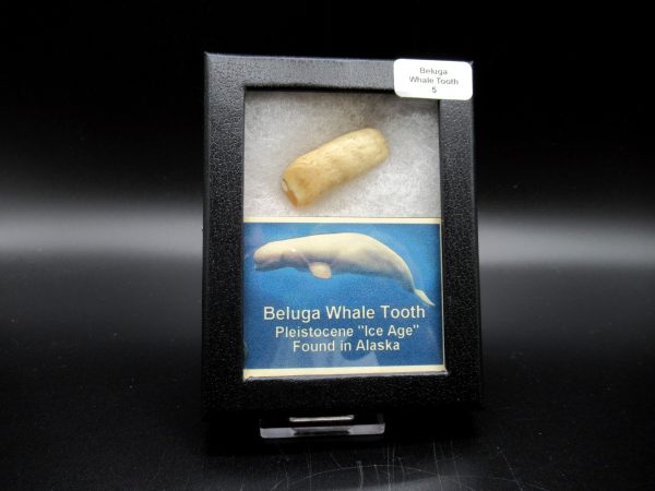 Genuine Pliocene Beluga Whale Tooth For Sale From Alaska Box #5