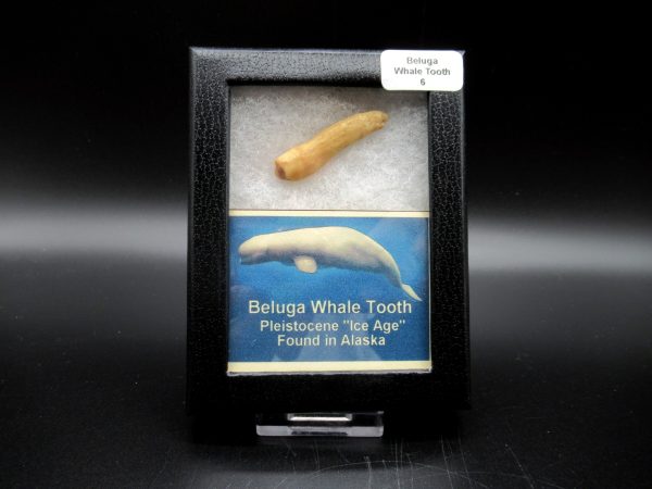 Genuine Pliocene Beluga Whale Tooth For Sale From Alaska Box #6