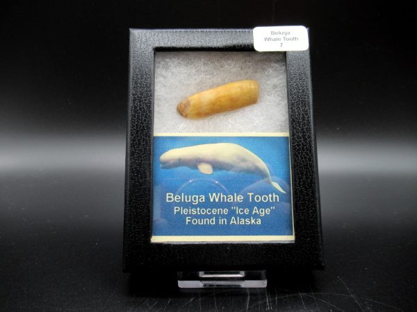 Genuine Pliocene Beluga Whale Tooth For Sale From Alaska Box #7