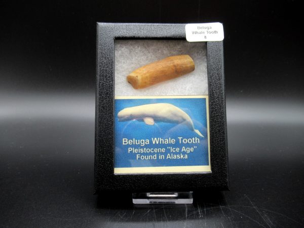 Genuine Pliocene Beluga Whale Tooth For Sale From Alaska Box #8