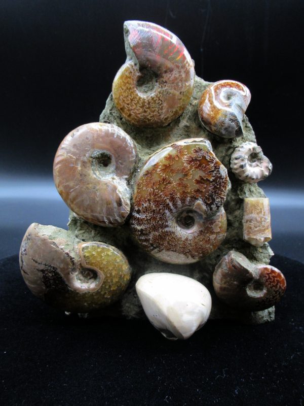 Genuine Madagascar Age Cleoniceras Ammonite Cluster Fossils for Sale from Madagascar #16 For Sale