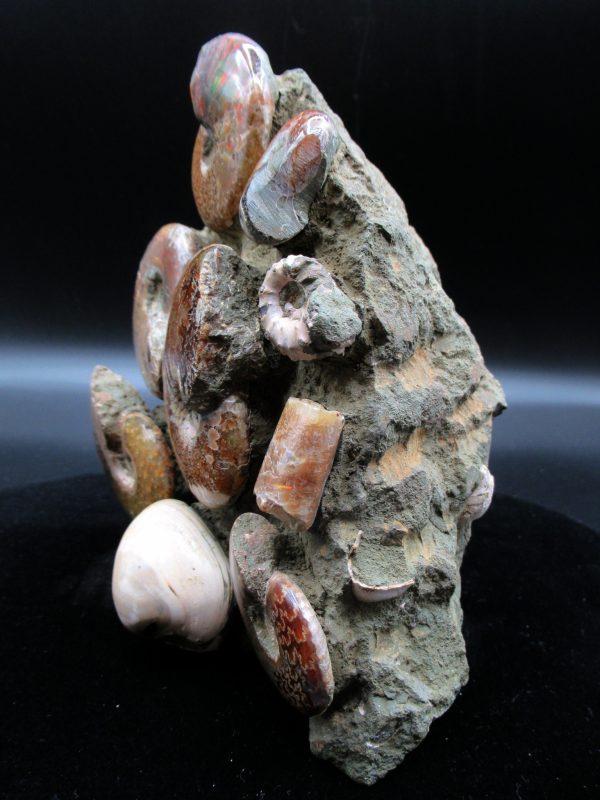 Genuine Madagascar Age Cleoniceras Ammonite Cluster Fossils for Sale from Madagascar #16a For Sale