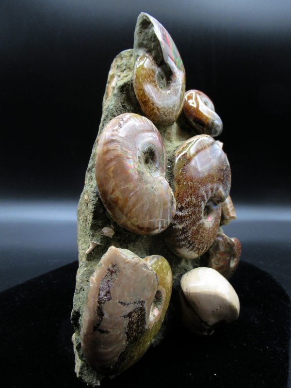 Genuine Madagascar Age Cleoniceras Ammonite Cluster Fossils for Sale from Madagascar #16b For Sale