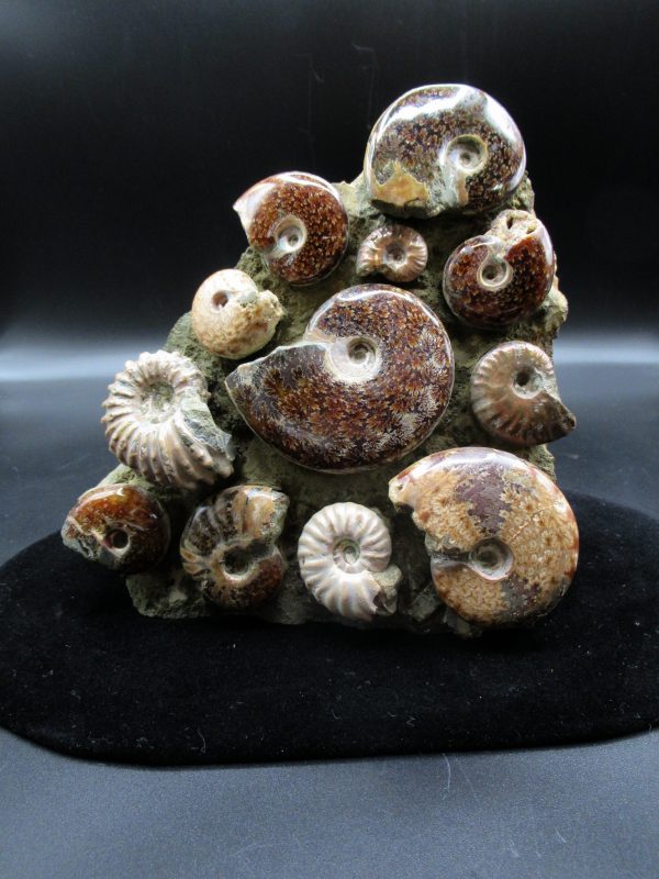 Genuine Madagascar Age Cleoniceras Ammonite Cluster Fossils for Sale from Madagascar #18 For Sale