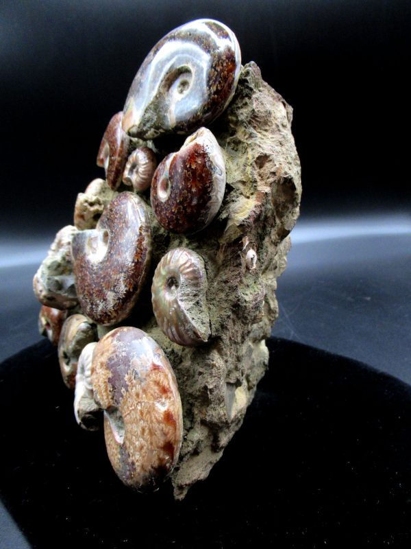 Genuine Madagascar Age Cleoniceras Ammonite Cluster Fossils for Sale from Madagascar #18a For Sale