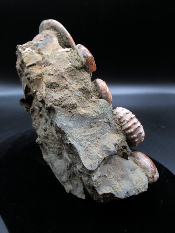 Genuine Madagascar Age Cleoniceras Ammonite Cluster Fossils for Sale from Madagascar #18d For Sale