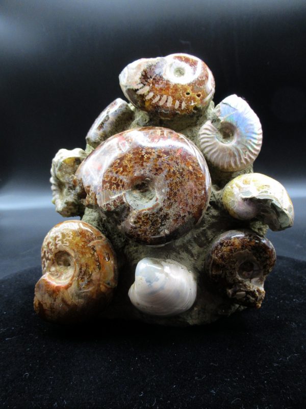 Genuine Madagascar Age Cleoniceras Ammonite Cluster Fossils for Sale from Madagascar #19 For Sale