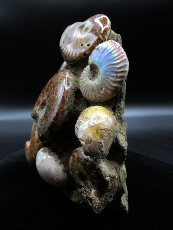 Genuine Madagascar Age Cleoniceras Ammonite Cluster Fossils for Sale from Madagascar #19a For Sale