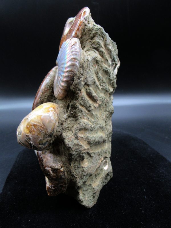 Genuine Madagascar Age Cleoniceras Ammonite Cluster Fossils for Sale from Madagascar #19b For Sale