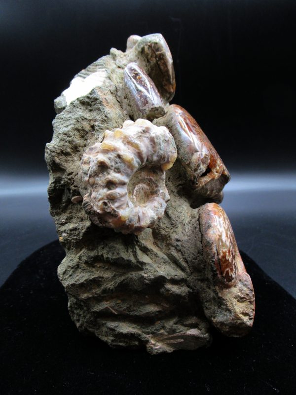 Genuine Madagascar Age Cleoniceras Ammonite Cluster Fossils for Sale from Madagascar #19e For Sale