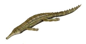 Elosuchus Crocodile