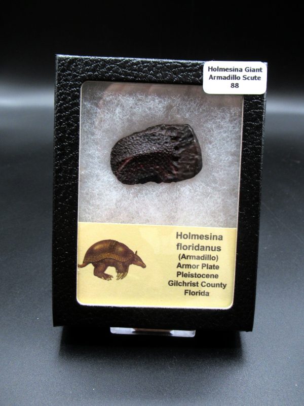 Holmesina Giant Armadillo Scute #88