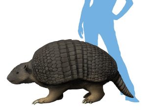 Holmesina Giant Armadillo