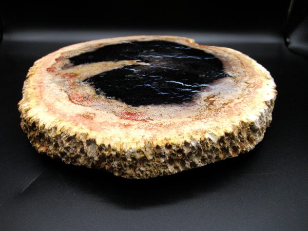 Genuine Oligocene Age Petrified Palm Wood Fossil for Sale from Indonesia #4g