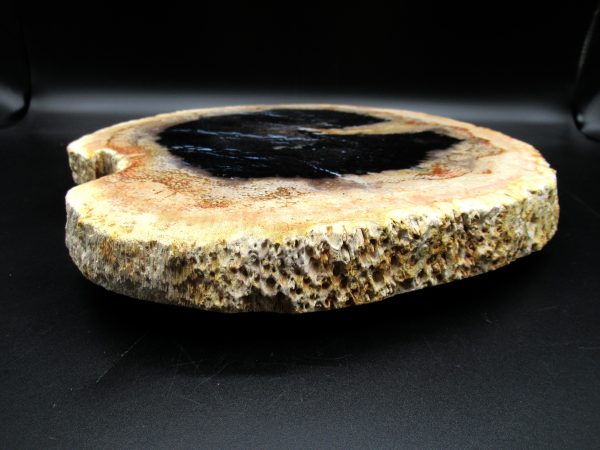 Genuine Oligocene Age Petrified Palm Wood Fossil for Sale from Indonesia #4i