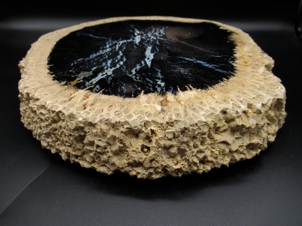 Genuine Oligocene Age Petrified Palm Wood Fossil for Sale from Indonesia #5g