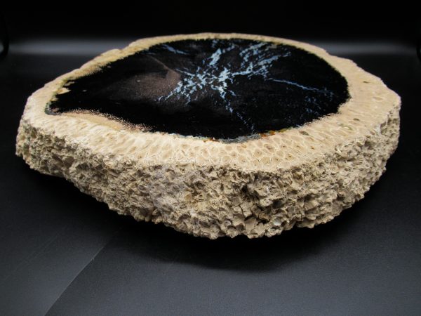 Genuine Oligocene Age Petrified Palm Wood Fossil for Sale from Indonesia #5i