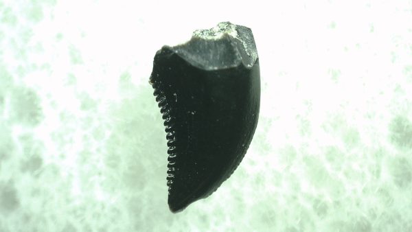 General Cretaceous Age Saurornitholestes Tooth Fossils From Montana For Sale #33