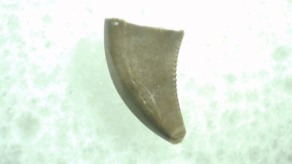 General Cretaceous Age Saurornitholestes Tooth Fossils From Montana For Sale #36a