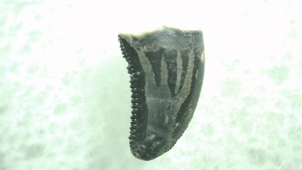 General Cretaceous Age Saurornitholestes Tooth Fossils From Montana For Sale #37