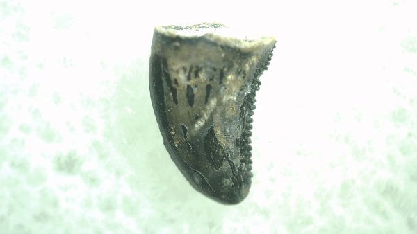 General Cretaceous Age Saurornitholestes Tooth Fossils From Montana For Sale #37a