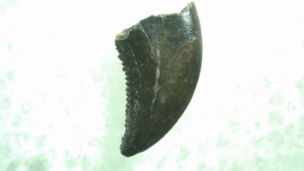 General Cretaceous Age Saurornitholestes Tooth Fossils From Montana For Sale #42