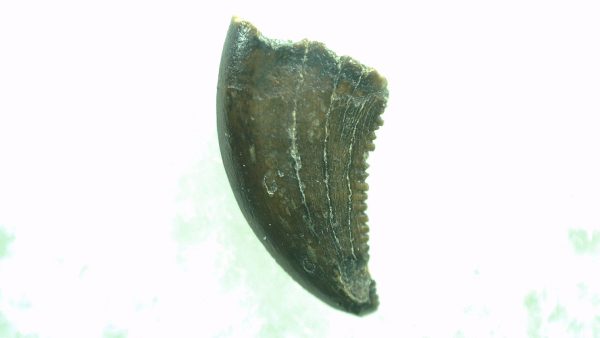 General Cretaceous Age Saurornitholestes Tooth Fossils From Montana For Sale #42a