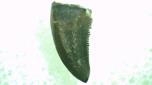 General Cretaceous Age Saurornitholestes Tooth Fossils From Montana For Sale #44