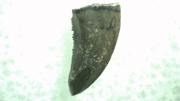 General Cretaceous Age Saurornitholestes Tooth Fossils From Montana For Sale #44a