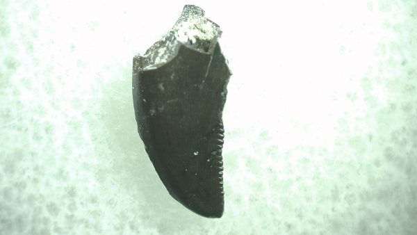 General Cretaceous Age Saurornitholestes Tooth Fossils From Montana For Sale #48