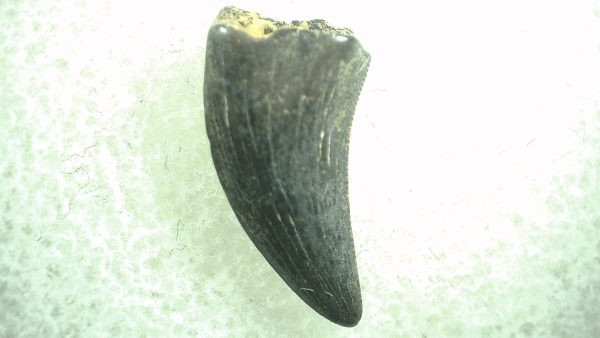 General Cretaceous Age Saurornitholestes Tooth Fossils From Montana For Sale #49