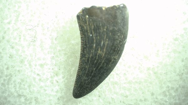 General Cretaceous Age Saurornitholestes Tooth Fossils From Montana For Sale #49a