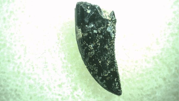 General Cretaceous Age Saurornitholestes Tooth Fossils From Montana For Sale #50