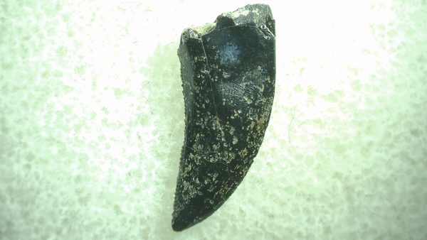 General Cretaceous Age Saurornitholestes Tooth Fossils From Montana For Sale #50a