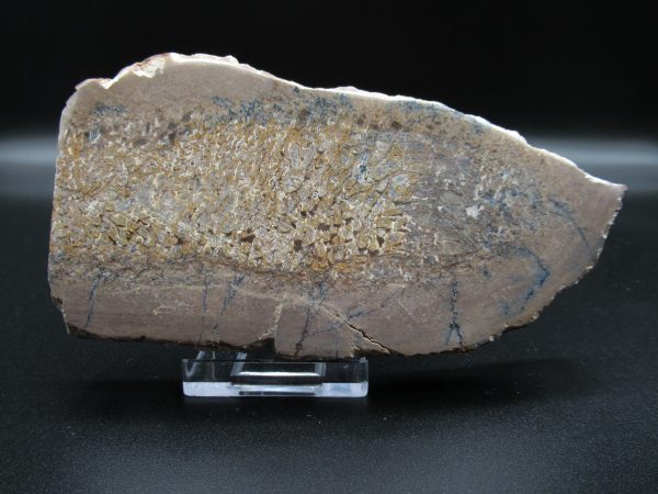 Genuine Cretaceous Age Dinosaur Bone Slab For Sale From Morocco #28