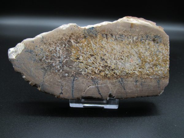 Genuine Cretaceous Age Dinosaur Bone Slab For Sale From Morocco #28a