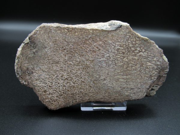 Genuine Cretaceous Age Dinosaur Bone Slab For Sale From Morocco #30