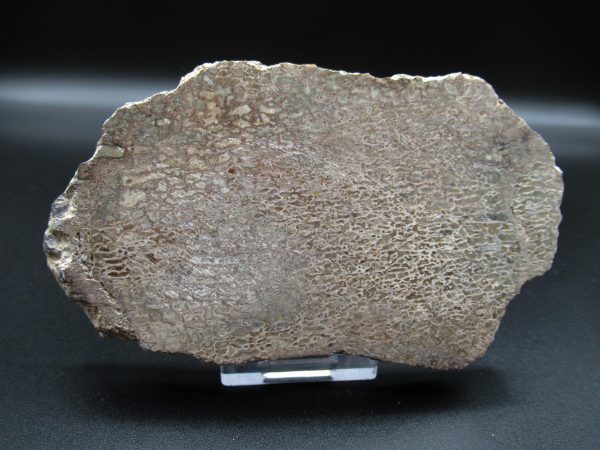 Genuine Cretaceous Age Dinosaur Bone Slab For Sale From Morocco #30a