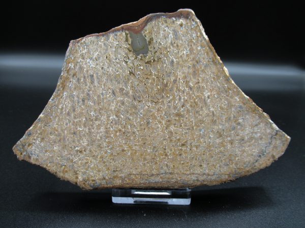 Genuine Cretaceous Age Dinosaur Bone Slab For Sale From Morocco #31a